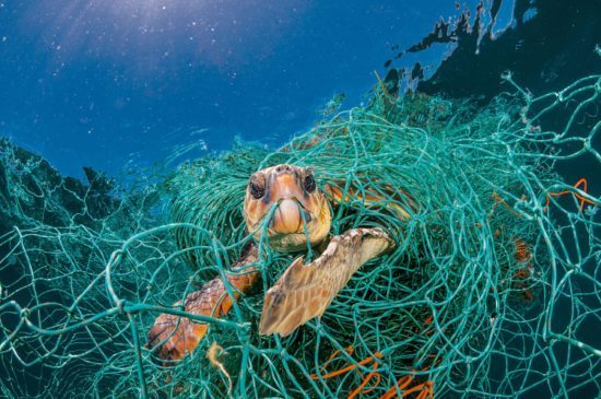 turtle stuck in fishing net because of ocean pollution